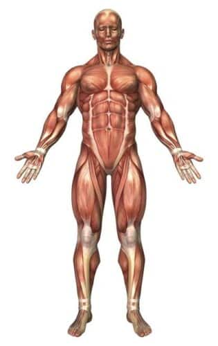Muscle mass in the body